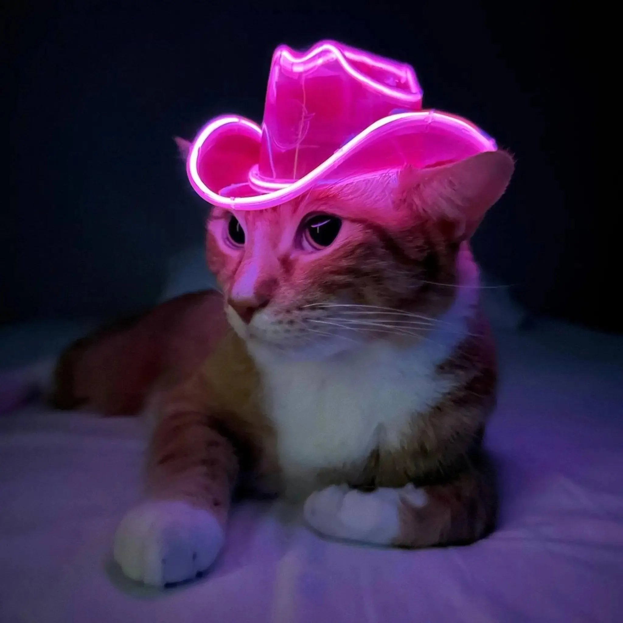 PAWdner Pet Hat Pack